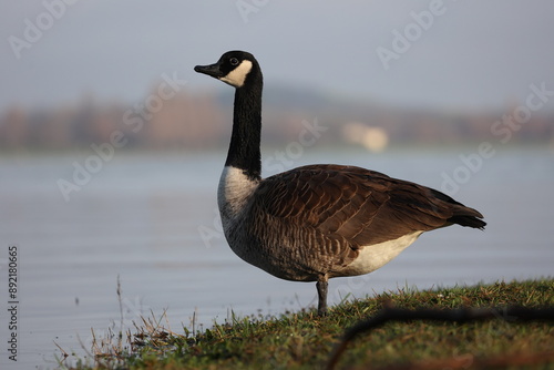 cackling goose at the riverside in the winter sun