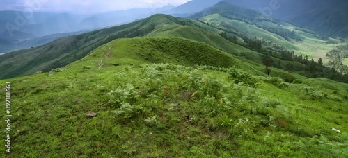 Fototapeta Naklejka Na Ścianę i Meble -  Greenery and beautiful nature view