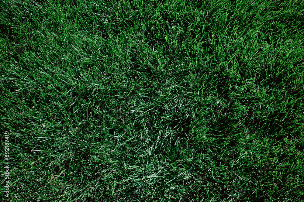 Green grass background, green grass texture. Green grass background, green grass texture.