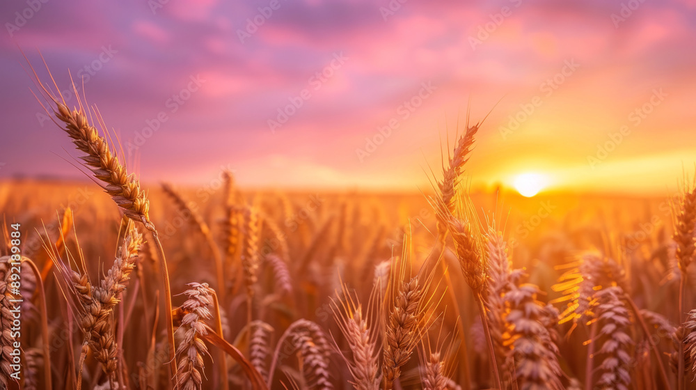 A field of golden wheat ready for harvest under a pink and purple sunset sky. A field of golden wheat ready for harvest under a pink and purple sunset sky.