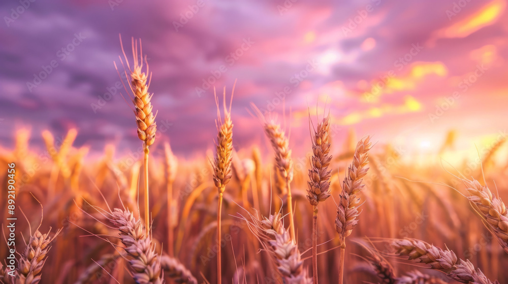 A field of golden wheat ready for harvest under a pink and purple sunset sky. A field of golden wheat ready for harvest under a pink and purple sunset sky.