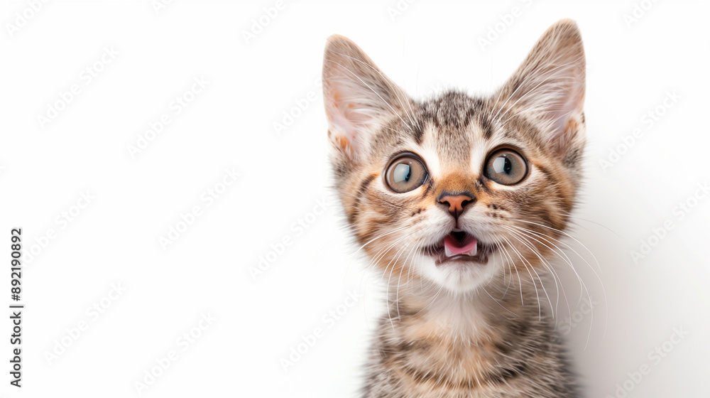 Adorable kitten with an open mouth, looking like it's meowing, isolated on white background. Adorable kitten with an open mouth, looking like it's meowing, isolated on white background.