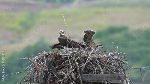 Juvenile Osprey flapping its wings in the nest with its parents along Jordanelle Reservoir in Utah. photo