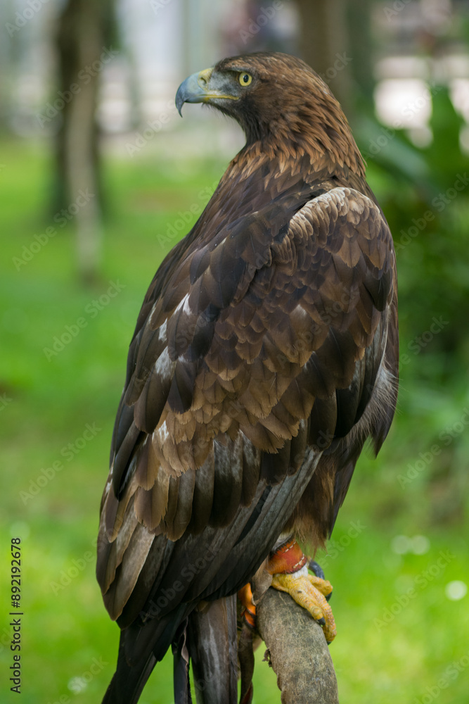 Golden Eagle (Aquila chrysaetos) portrait Golden Eagle (Aquila chrysaetos) portrait