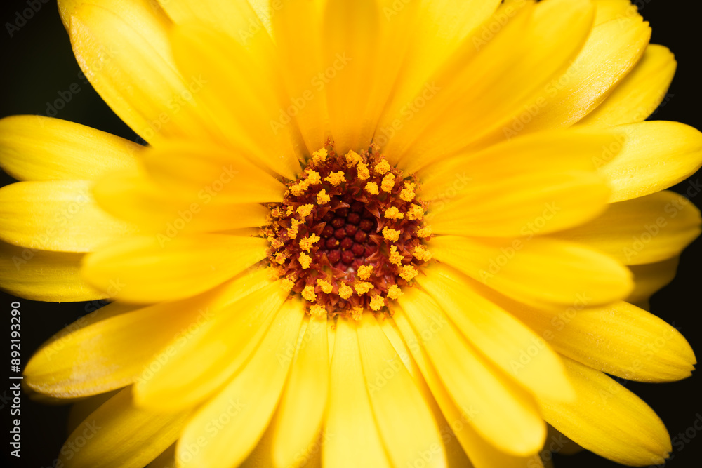 Single Chrysanthemum yellow orange full opened flower with dark background macro Single Chrysanthemum yellow orange full opened flower with dark background macro