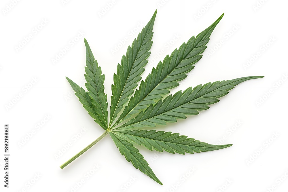 cannabis leaf with shadow on white background, high resolution photography, high quality photo details, soft shadows, no contrast, clean sharp focus, high-end retouching, advertising photography, stud cannabis leaf with shadow on white background, high resolution photography, high quality photo details, soft shadows, no contrast, clean sharp focus, high-end retouching, advertising photography, stud