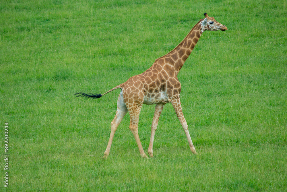 Obraz premium Giraffe in a National Park