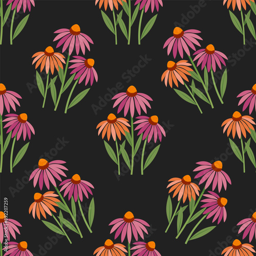 Seamless pattern with purple coneflowers (echinacea purpurea) on a dark background. Cartoon style vector illustration.