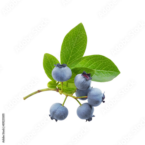 Ripe great blueberry branch with fresh green leaves isolated on white background