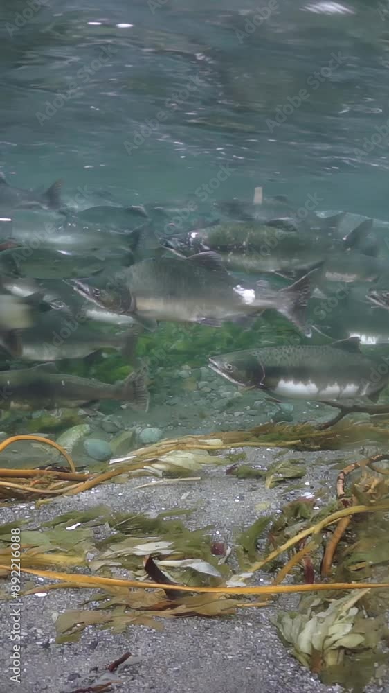 The captivating images showcase salmon swimming upstream in a clear river, displaying their migration behavior in a beautiful underwater setting within their natural habitat The captivating images showcase salmon swimming upstream in a clear river, displaying their migration behavior in a beautiful underwater setting within their natural habitat