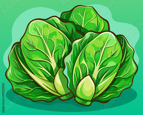 illustration Vector of fresh lettuce, isolated green background, hand drawn vegetabes and fruit cartoon