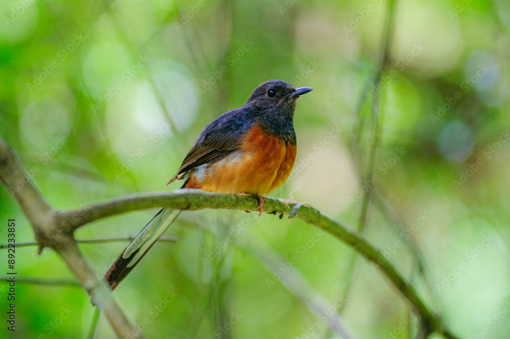 A vibrant robin bird perched amidst a tranquil green backdrop. A vibrant robin bird perched amidst a tranquil green backdrop.