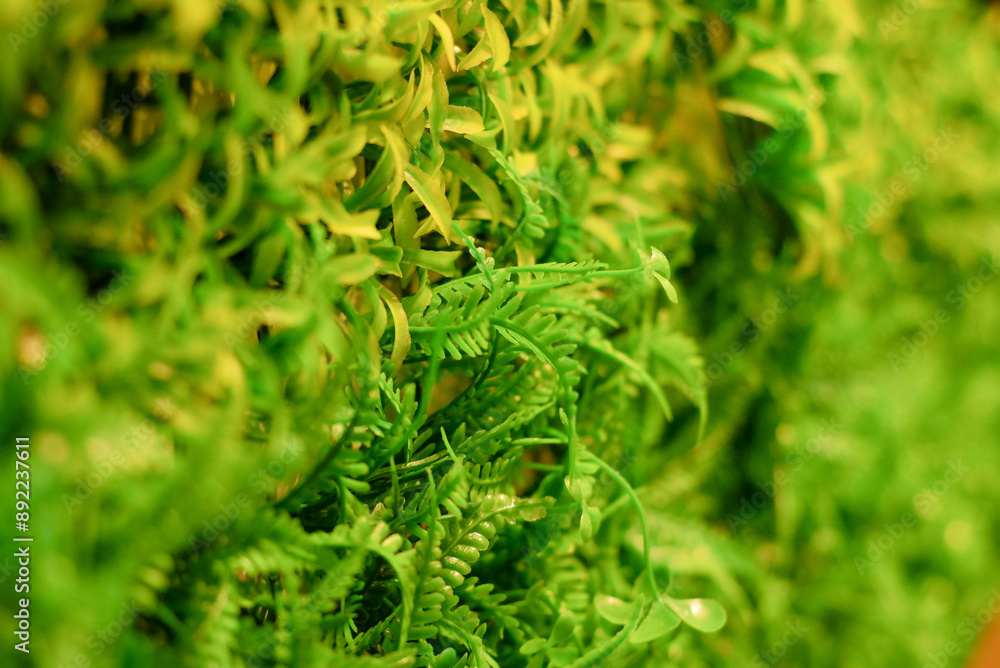 selective focus of green fern synthetic as a wall decor. selective focus of green fern synthetic as a wall decor.