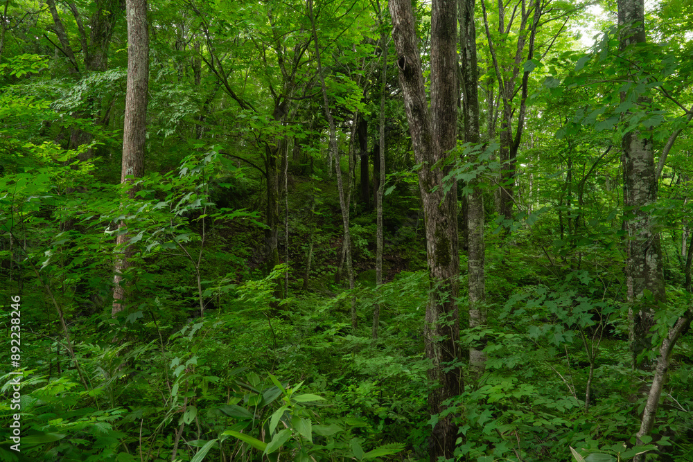 Obraz premium 神秘的な深い森