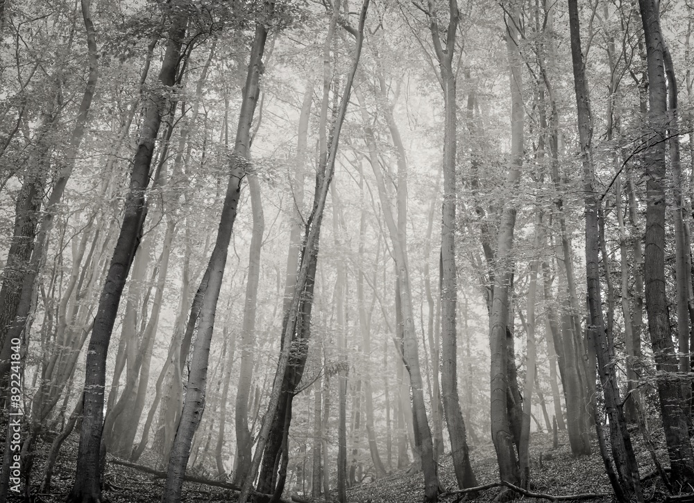 foggy morning hour in a forest