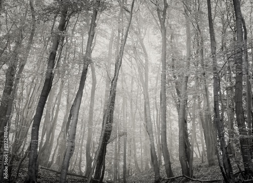 Obraz na płótnie
foggy morning hour in a forest w salonie