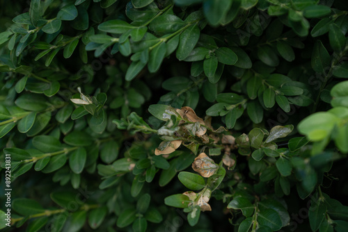 Obraz na płótnie Boxwood plants infected with Cydalima perspectalis w salonie