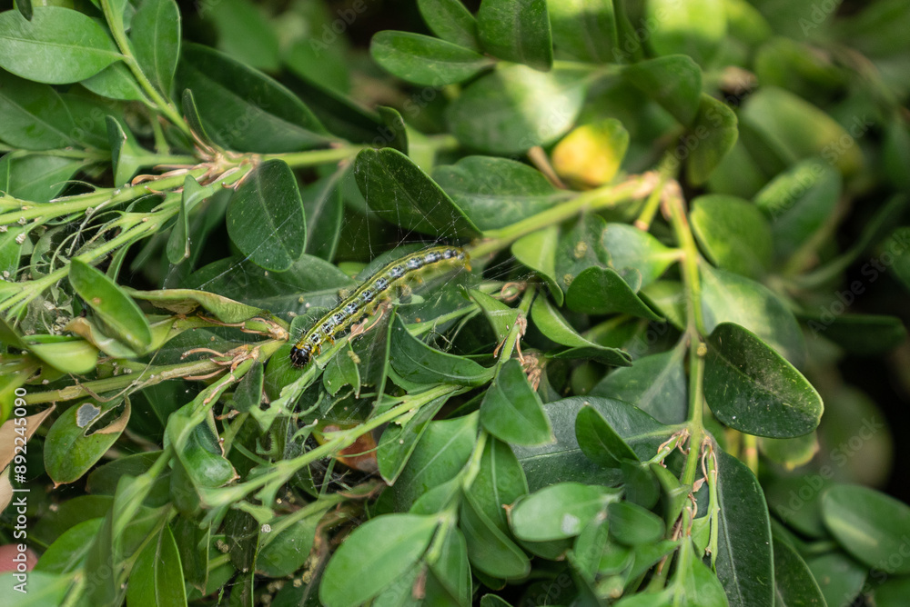 Boxwood plants infected with Cydalima perspectalis