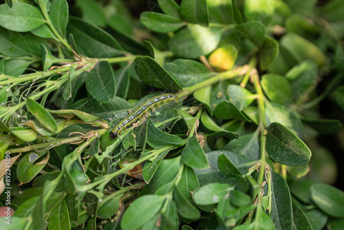 Obraz na płótnie Boxwood plants infected with Cydalima perspectalis w salonie