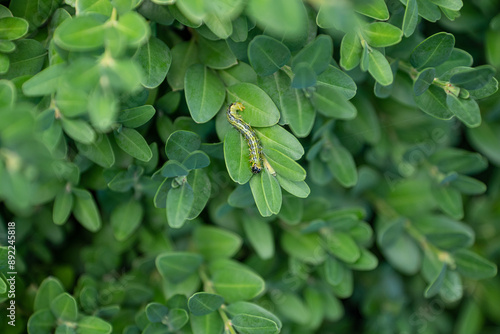 Boxwood plants infected with Cydalima perspectalis