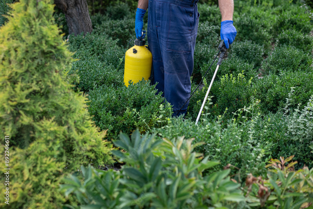 Processing of the boxwood plant from Cydalima perspectalis