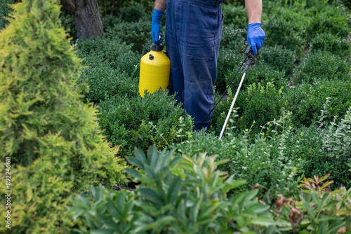 Processing of the boxwood plant from Cydalima perspectalis
