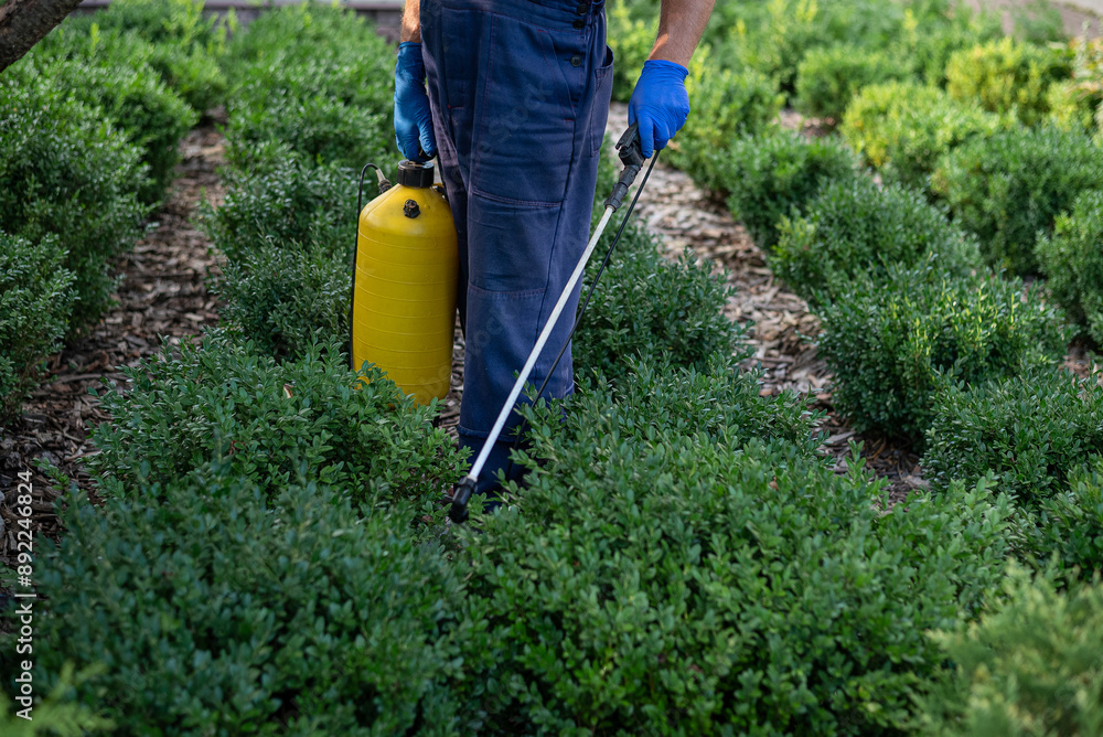 Processing of the boxwood plant from Cydalima perspectalis