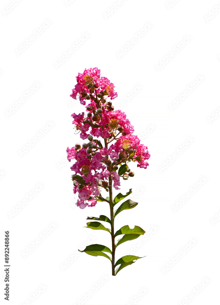 A branch of the crape myrtle (Lagerstroemia indica) blooming in July in Mediterranean nature A branch of the crape myrtle (Lagerstroemia indica) blooming in July in Mediterranean nature