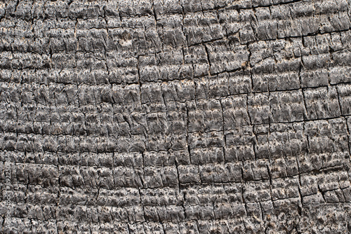 Log texture of the California fan palm or California palm (Washingtonia filifera) photo