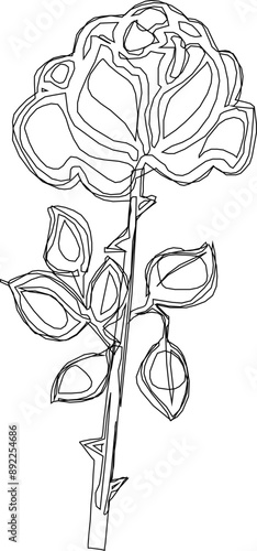 Vector silhouette illustration sketch, detailed design, rose flower, ornament, icon, symbol of love for your beloved partner