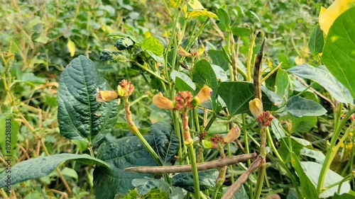 Cowpea plants in growth at vegetable garden. young cowpea. black eyed pea. Raw cowpea leaves background,he cowpea is an annual herbaceous legume from the genus Vigna,black eyed pea.