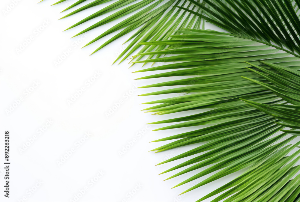 Fototapeta premium A closeup of a palm leaf on a white background presents coastal scenery, its high-angle framing and aerial view apparent.
