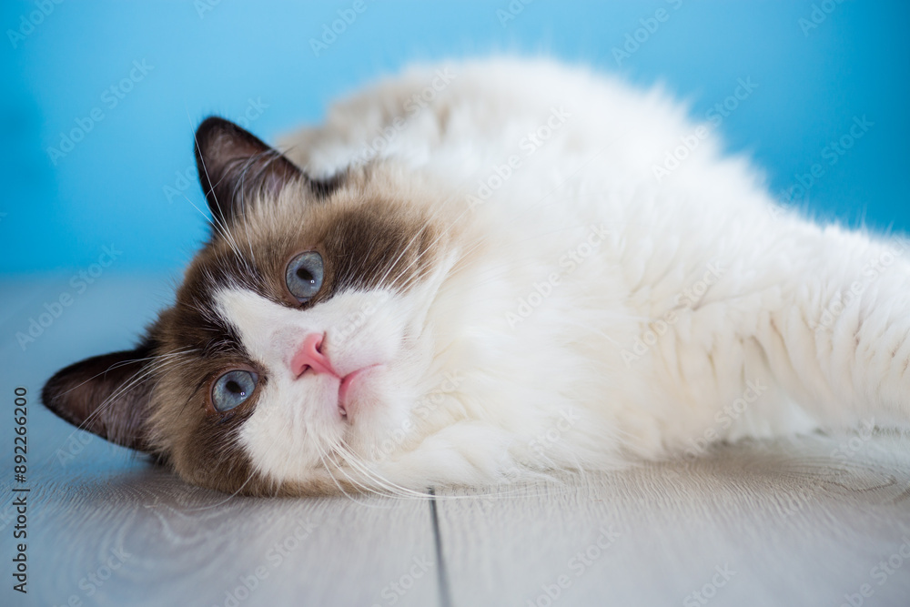 portrait of a beautiful young healthy Ragdoll cat portrait of a beautiful young healthy Ragdoll cat