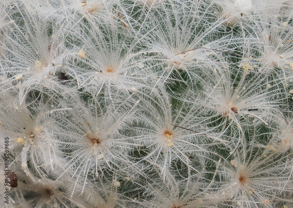 Fototapeta premium Potted cactus in the greenhouse