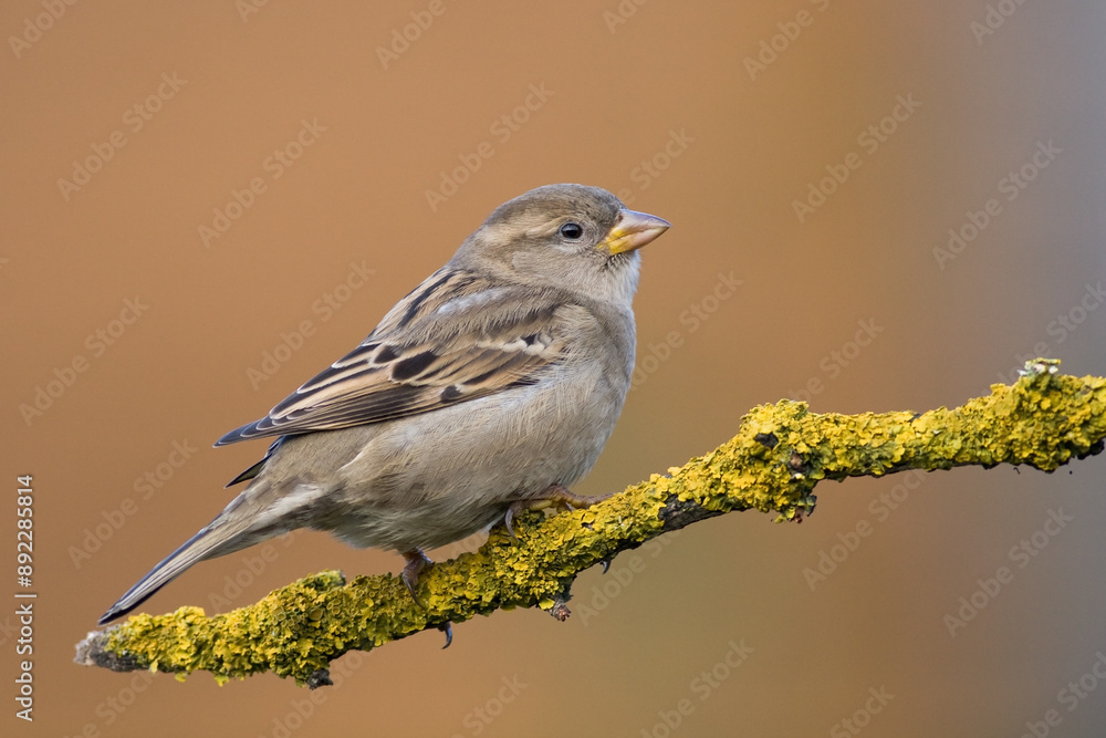 Bird - House sparrow Passer domesticus sitting on the branch Bird - House sparrow Passer domesticus sitting on the branch