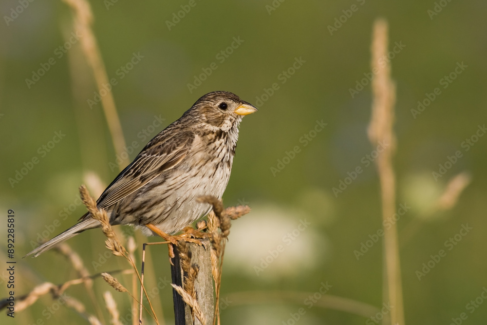 Bird Corn Bunting Emberiza calandra, meadow in summer time, Poland Europe Bird Corn Bunting Emberiza calandra, meadow in summer time, Poland Europe