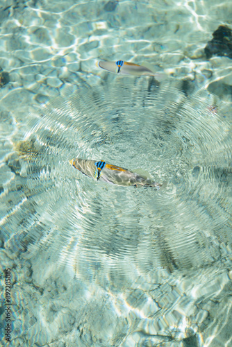 Arabian triggerfish (Rhinecanthus assasi) makes concentric waves on the water surface. photo