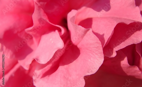 a close-up of a pink flower with ruffled petals. The petals have a soft texture and vary in shades of pink, creating a delicate and intricate pattern