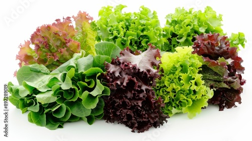 Group of assorted lettuce leaves, such as butterhead and leaf lettuceon a pristine white background
