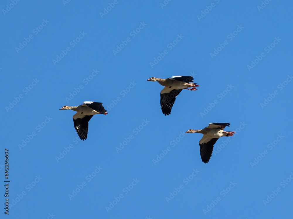 Egyptian goose (Alopochen aegyptiaca). Egyptian goose (Alopochen aegyptiaca).