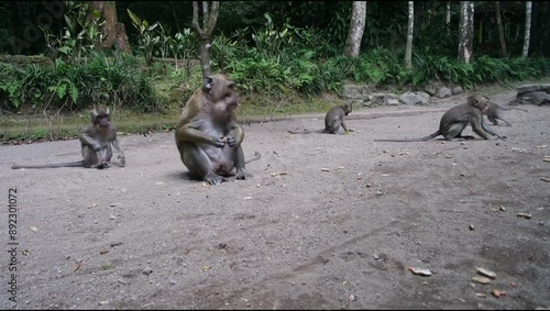 Wild monkeys eating snacks from the visitors at the amusement park