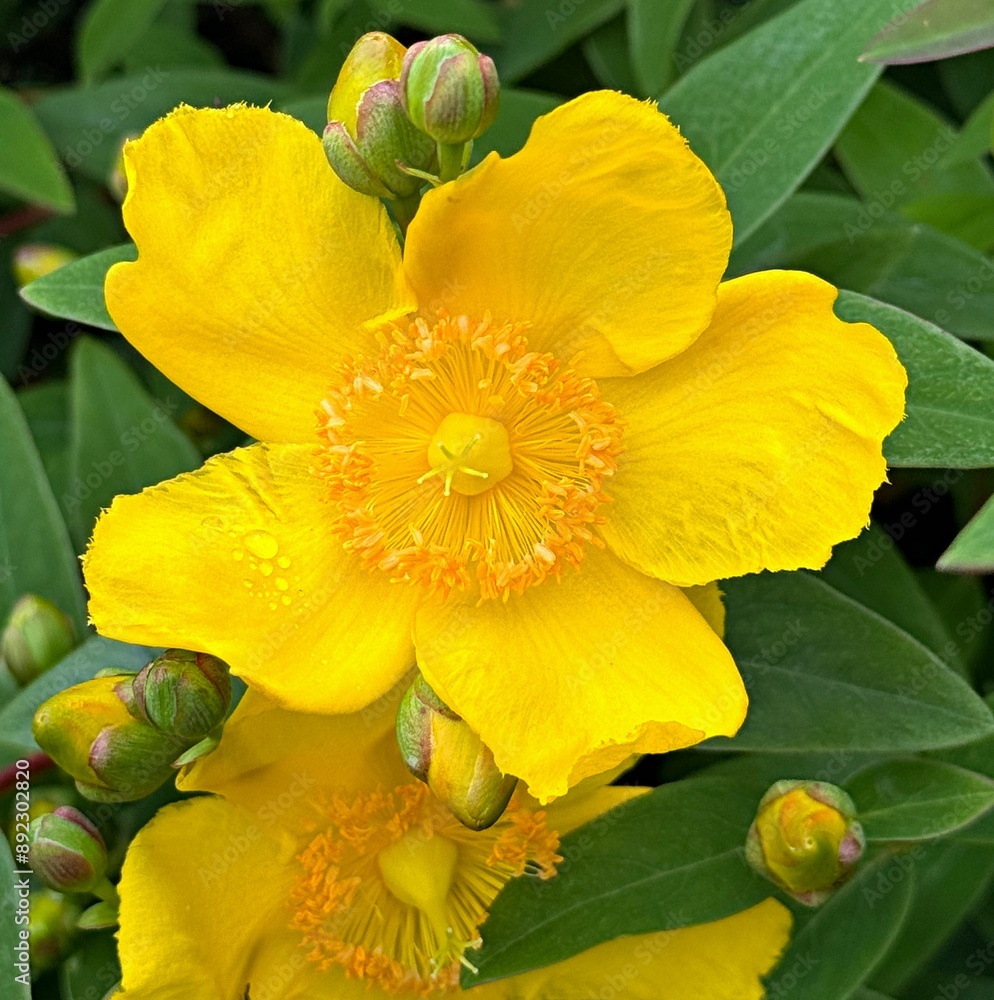 Hypericum variety beautiful yellow flower Hypericum variety beautiful yellow flower