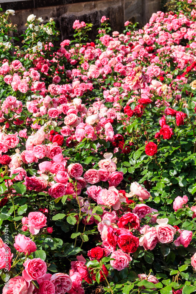 Beautiful roses on flower bed in a garden Beautiful roses on flower bed in a garden