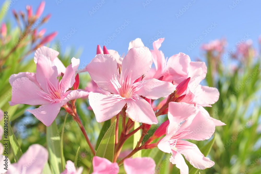Obraz premium pink flowers in spring
