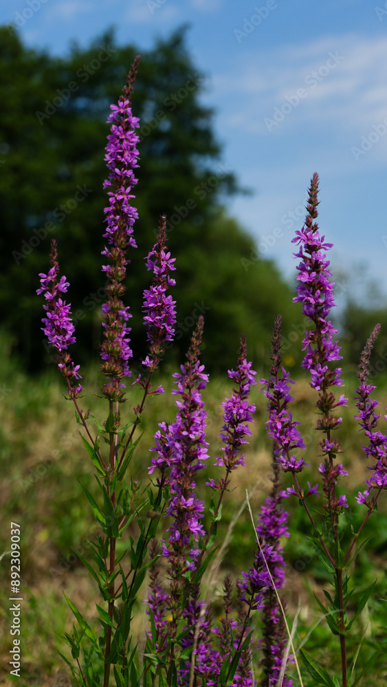 Obraz premium Lythrum salicaria - purple loosestrife, purple lythrum on green meadow