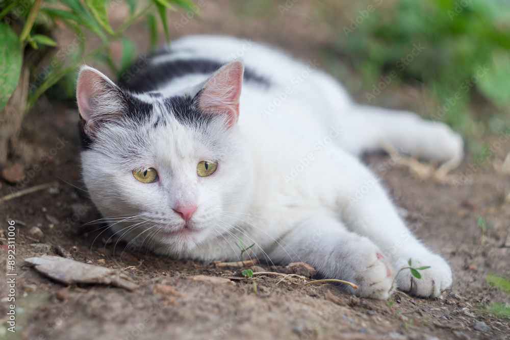 A funny black and white cat will look with interest somewhere lying on the ground in the floor of a position with the possibility of a quick rush to the prey. Wild animals rest after a hearty meal A funny black and white cat will look with interest somewhere lying on the ground in the floor of a position with the possibility of a quick rush to the prey. Wild animals rest after a hearty meal