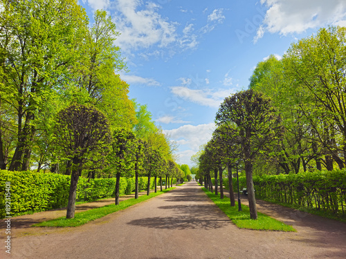 Картината върху платно Walkway in the spring the park, blue sky.