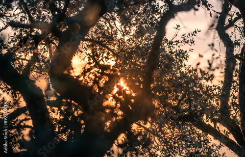 luz do sol em galhos de árvore photo