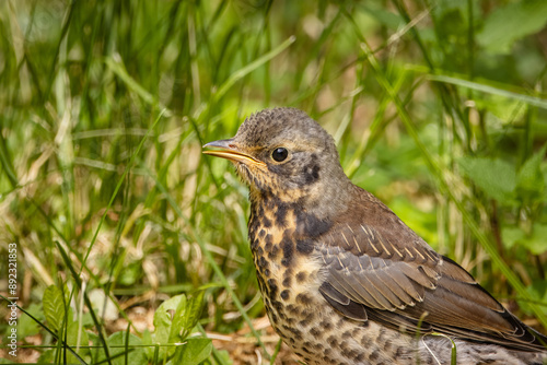 Close-up a Fieldfare chick in the green grass on a sunny summer day. 