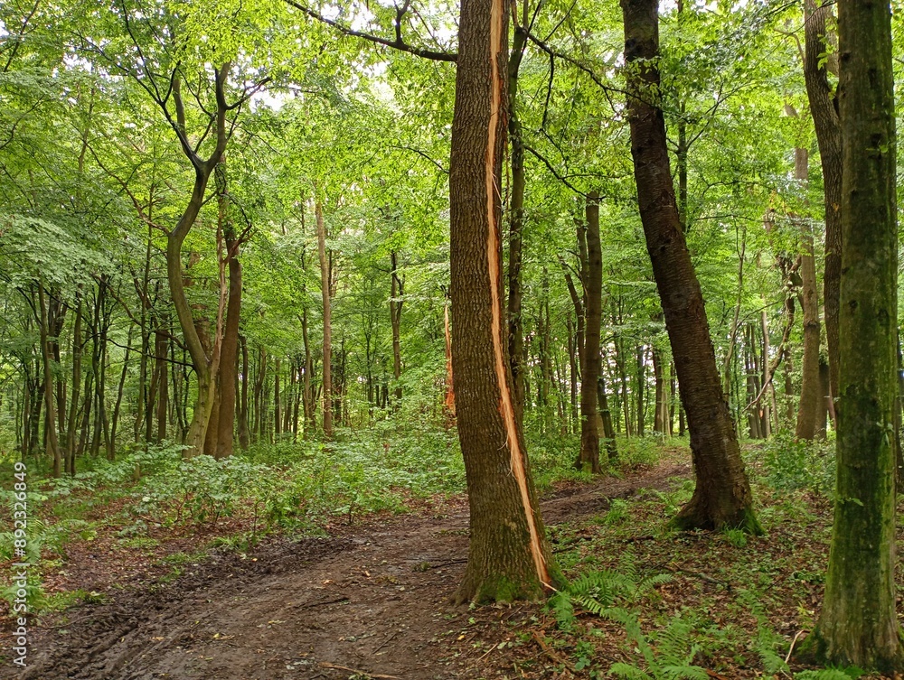 A tree in the forest with a trace of a lightning strike. A forest landscape after a thunderstorm with a tree on which a strip of bark has been removed after a lightning strike. A tree in the forest with a trace of a lightning strike. A forest landscape after a thunderstorm with a tree on which a strip of bark has been removed after a lightning strike.